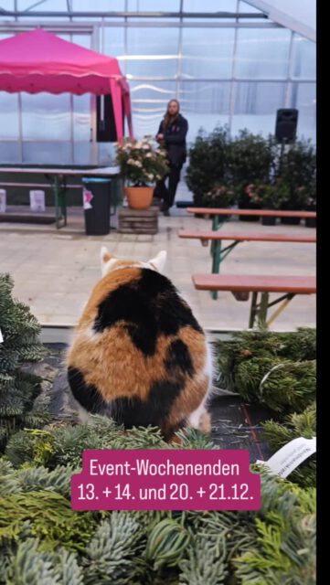 Event-Wochenenden am 13.+14.12 sowie 20.+21.12.! 🎄🥳🎁
Es gibt lecker Waffeln, Glühwein und Kinderpunsch sowie Pommes und Würstchen!
Außerdem besucht und der Kasperleeeee! Jeweils am Sonntag (14. Und 21.12.) gibt es Vorstellungen um 12 und 14 Uhr. Der Eintritt ist frei!
Wir verteilen auch schon die ersten günstigeren Weihnachtsbäume. Die Sonderposten bescheren dir z.B. einen 3m Baum für nur 29,99€!!
Und da wir uns im Innenraum auf die nächsten Umbauarbeiten vorbereiten, gibt es hier auf alles außer Topfpflanzen, Pflanzenarrangements und Werkzeuge minus 50% und ja, das zählt auch für Weihnachtsware 🤯🥰🎄

#weihnachtszeitistdieschönstezeit #weihnachtsbaum #waffeln #pommes #würstchen #punsch #glühweinzeit #sonderposten #rabatte #minusfünfzigprozent