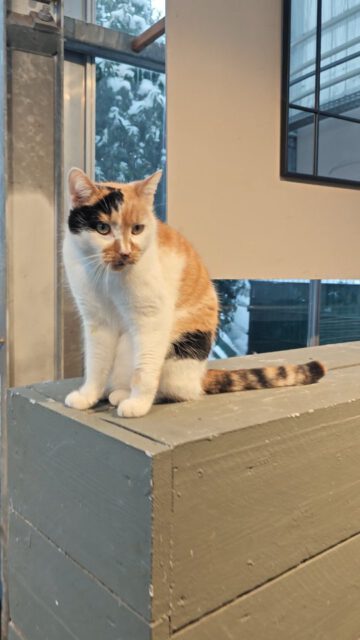 ✌️🐈 Umbau im Innenbereich 🎊 hier wird geräumt, neue Kassen eingeführt und gleich noch Frühlingsputz gemacht! Leider ist daher im Moment auch nur Barzahlung möglich. Wir bitte also um euer Verständnis 💕🙏

#riecherspflanzenwelt #umbauen #neuesjahrneuesglück #neuekassen #modernisiert