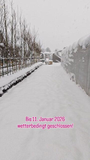 🔑 Wetterbedingt schließen wir bis einschließlich dem 11. Januar 2026 die Türen. 🌨️ 
Die Pflanzen bleiben im Innenhaus behütet bzw. sind draußen gut geschützt worden. Drückt uns mal die Daumen, dass das Wetter ansonsten gnädig mit uns ist! ❤️❄️ Passt alle gut auf euch auf!! 🙏💕

#schneechaos #riecherspflanzenwelt #geschlossen #pflanzenliebe #wintereinbruch