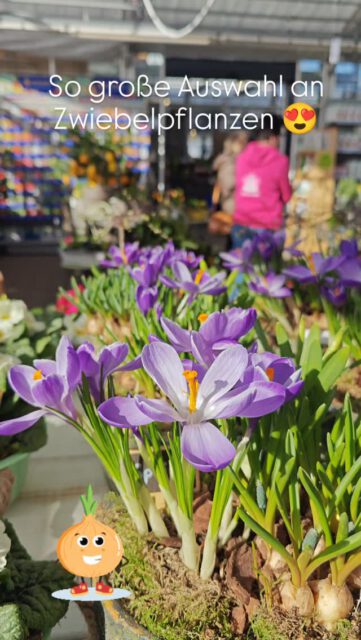 🏵️🪻 Zwiiiiiiebelpflanzen gibt es nicht nur für Frühlingsblüher! Jetzt zuschnappen für zwiebelige Überraschungsmomente, die euch bis in den Herbst rein begleiten!🪻🏵️

#zwiebelpflanzen 
#agapanthus 
#gartenliebe 
#riechersgmbh 
#überraschung