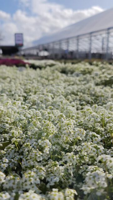 🌷🏠 Unsere Gewächshäuser stehen und sind proppevoll mit Blüten. Und dann sind das auch noch alles Schnäpper 🙀 wie z.B. eine Hornveilchen- oder Stiefmütterchen-20er Kiste für 7,99€ oder üppige Margeritenbüsche für 6,99€! 🎉

#riechersinbraak #frühlingserwachen #großeauswahl #schnäppchen #saisonpflanzen