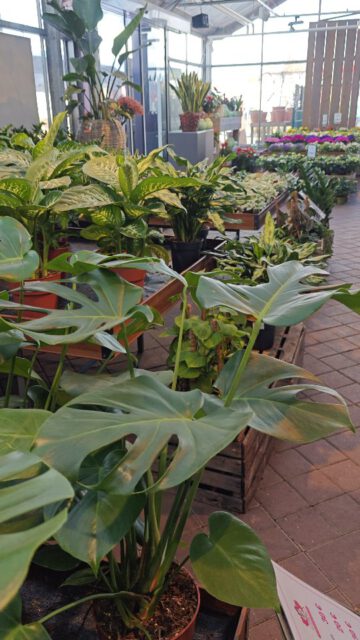 🪴 Wir haben jetzt so viel mehr Indoor-Pflanzen 🙀
Und dazu auch die Übertöpfe, Seramis Drainage und vieles mehr 😲👍

#indoorpflanzen #riechersinbraak #monstera #seramis #pflanzensammler