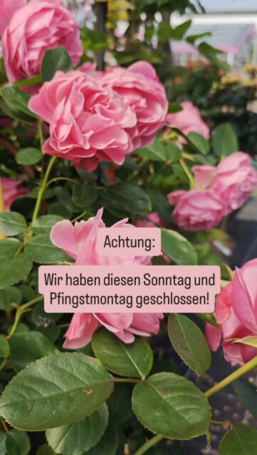 Wir machen eine kleine Pfingstpause 😎☀️
Sonntag 24.5. und Montag 25.5. geschlossen

#riechersinbraak #pfingsten #geschlossen #verschnaufspause