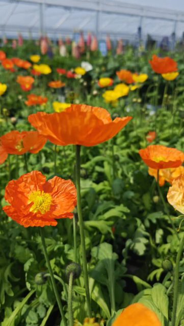 🌼 Endlich kommen warme Stunden... ☀️ und mit den Eisheiligen im Rücken schauen unsere Stauden freudig auf eine sonnige Zeit! 😎🕐
So zum Beispiel der Islandmohn (Papaver) und der Nelkenwurz (Geum) in vielen tollen Farben oder der Fingerhut (Digitalis).

#eisheiligevorbei #riechersinbraak #sonnesatt☀️ #stauden