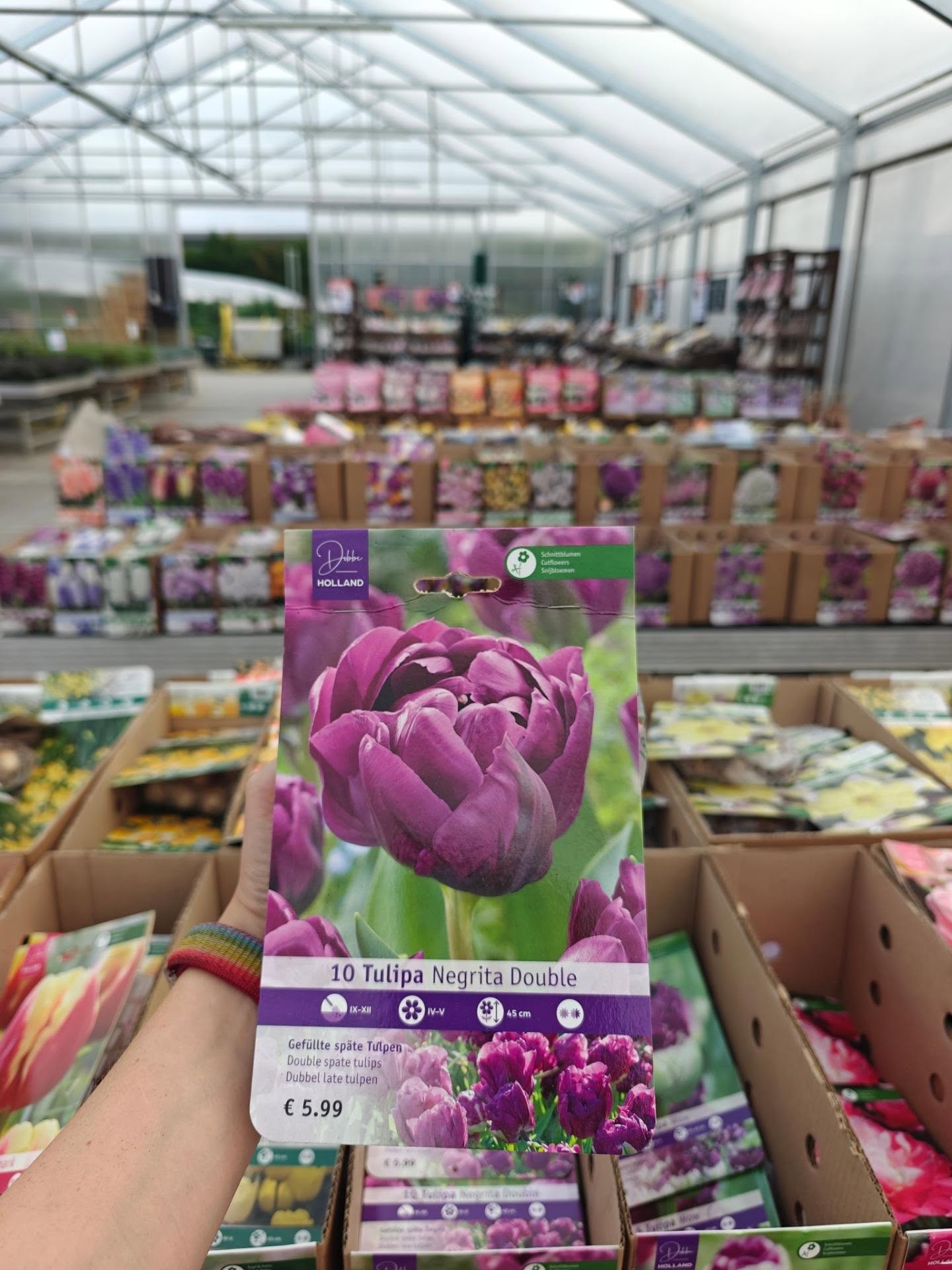 🌷 Die Magie der Blumenzwiebeln: heute gepflanzt, dann vergessen und HEX HEX tauchen im nächsten Jahr die hübschesten Blüten im Beet auf. Seien es Tulpen, Traubenhyazinthen und Narzissen im Frühjahr oder auch tolle Allium für den Sommer - es ist alles für euch da!

#zwiebelpflanzen #zauberei #riechersgmbh #gartenliebe #tulpen
