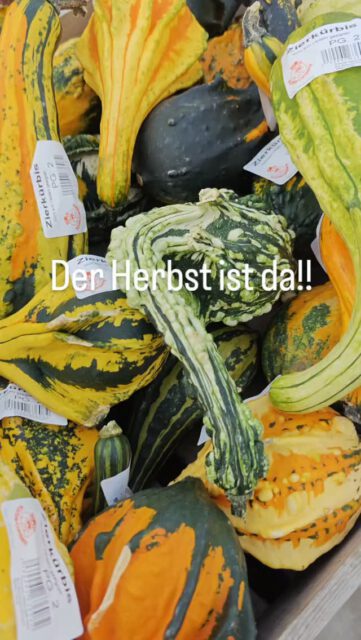 Der Herbst ist da und unser Instagram wird endlich wiederbelebt 🤸‍♀️🪄🌻
Bei uns hat sich seit Anfang des Jahres so viel getan, dass wir alle Hände an Deck brauchten 👏😉 

#alleranfangistschweraberschön #herbstfarben #kürbiszeit #riechersgmbh #garten
